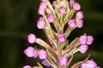 Small purple fringed orchid <BR>Lesser purple fringed orchid